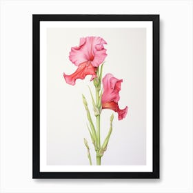 Gladiolus Flower Vintage Botanical 2 Art Print