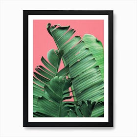 Banana Leaves In Pink Art Print