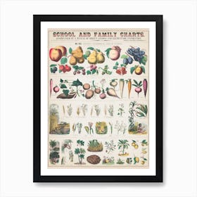 Vintage Botanical Chart Poster