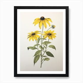 Black Eyed Susans Flower Vintage Botanical 2 Art Print