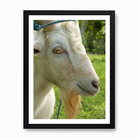 Goat in Profile Art Print