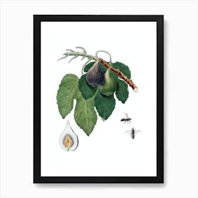 Vintage Fig Botanical Illustration on Pure White Art Print