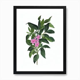 Brazilian Plume (Justicia Carnea) Watercolor Art Print