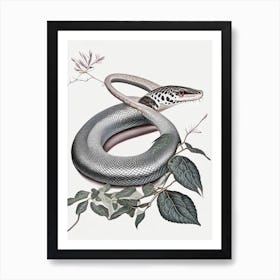 Gray Rat Snake 1 Vintage Art Print