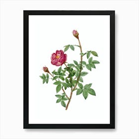 Vintage Moss Rose Botanical Illustration on Pure White n.0452 Art Print