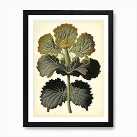 Coltsfoot Herb Vintage Botanical Art Print