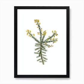 Vintage Yellow Gorse Flower Botanical Illustration on Pure White n.0484 Art Print