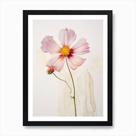 Pressed Flower Botanical Art Cosmos 1 Art Print