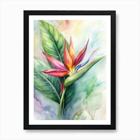 Bird Of Paradise 3 Art Print