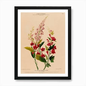 Fuchsia 4 Art Print