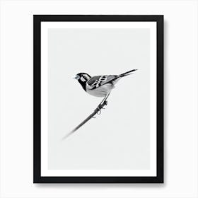 House Sparrow B&W Pencil Drawing 2 Bird Art Print