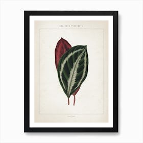 Vintage Houtte 1 Calathea Picturata Art Print