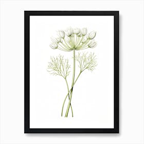 Fennel Vintage Botanical Herbs 0 Art Print