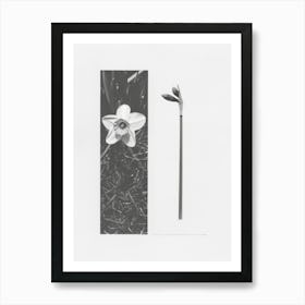 Daffodil Flower Photo Collage 3 Art Print