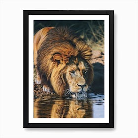 Barbary Lion Drinking From A Water Acrylic Painting 1 Art Print
