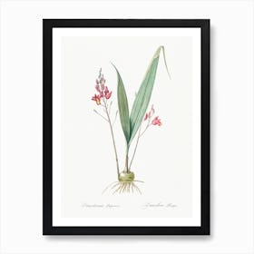 Pine Pink, Pierre Joseph Redoute Art Print