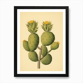 Vintage Cactus Illustration Lemon Ball Cactus 2 Art Print