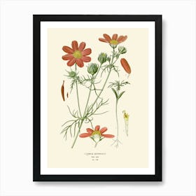 Cosmos 1 Art Print