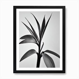 Bird Of Paradise B&W Pencil 1 Flower Art Print