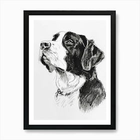 Greater Swiss Mountain Dog Line Sketch 4 Art Print