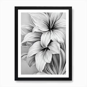 Amaryllis B&W Pencil 3 Flower Art Print