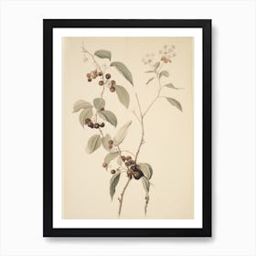 Red Berry Plant Sketch Art Print