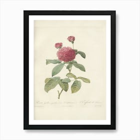 Rose Illustration, Pierre Joseph Redoute(99) Art Print