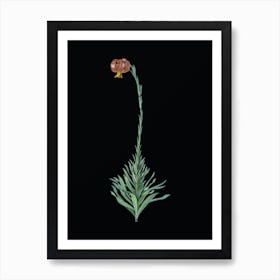 Vintage Scarlet Martagon Lily Botanical Illustration on Solid Black n.0029 Art Print