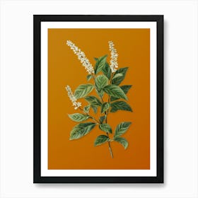 Vintage Virginia Sweetspire Botanical on Sunset Orange n.0324 Art Print