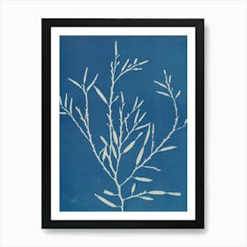 Seaweed 1 Art Print