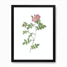 Vintage Pink Sweetbriar Roses Botanical Illustration on Pure White n.0413 Art Print