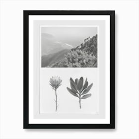 Protea Flower Photo Collage 1 Art Print