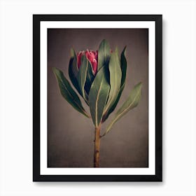 Red Protea 2 Art Print