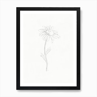 Daffodil Flower Black and White Pencil Drawing Large Wall Art Poster Print  Thick Paper 18X24 Inch 