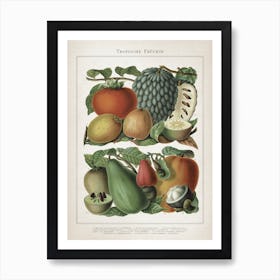 Vintage Meyers 6 Tropische Früchte Art Print