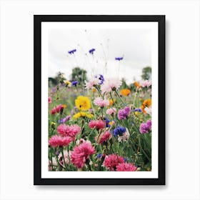 Pink And Blue Cornflowers Art Print