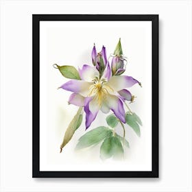 Wild Columbine Wildflower Watercolour Art Print