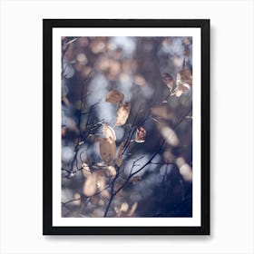 Autumn Leaves At Tree Art Print