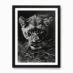 Barbary Lion Charcoal Drawing Lioness 3 Affiche