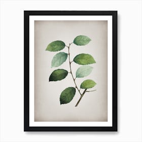 Vintage Eared Willow Botanical on Parchment n.0536 Art Print