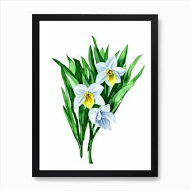 Daffodils (Narcissus Spp Art Print