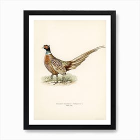 Ring Necked Pheasant, The Von Wright Brothers Art Print