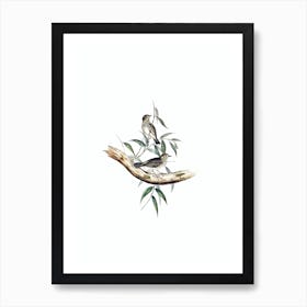 Vintage Little Chthonicola Warbler Bird Illustration on Pure White n.0402 Art Print