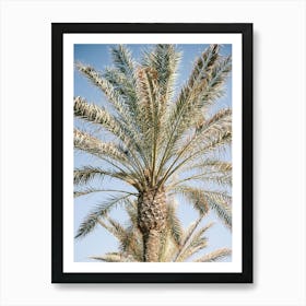 Palm Tree in Ibiza // Ibiza Nature & Travel Photography Art Print