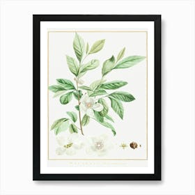 Stuartia Malacodendron, Pierre Joseph Redoute Art Print