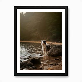 Border Collie In The Water- Scotland Highland UK dog photo print - moody animal photography Art Print