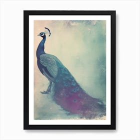 Vintage Turquoise Peacock On The Path 2 Art Print