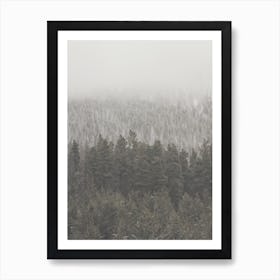 Foggy Evergreen Forest Art Print