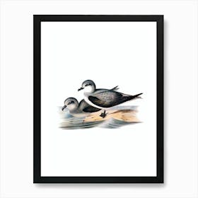 Vintage Soft Plumaged Petrel Bird Illustration on Pure White n.0036 Art Print