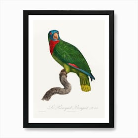 The Red Necked Amazon From Natural History Of Parrots, Francois Levaillant Art Print